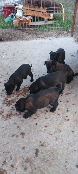 Căței Belgian Malinois 