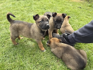 Căței ciobănesc belgian  - imagine 3