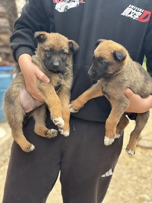 Căței ciobănesc belgian  - imagine 2