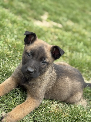 Căței ciobănesc belgian 