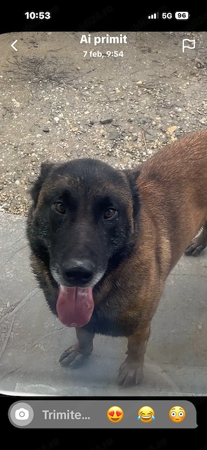 Cadou gratuit!!! Sable Pattern pui Malinois - imagine 2