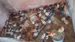 Vând pui colorați 600-700 gr