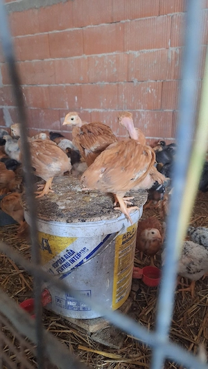 Vând pui colorați 600-700 gr - imagine 2