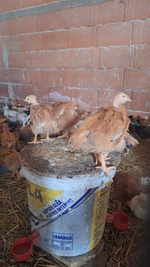 Vând pui colorați 600-700 gr - imagine 3