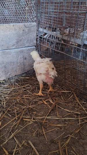 Vând pui albi de carne peste 1 kg  - imagine 2