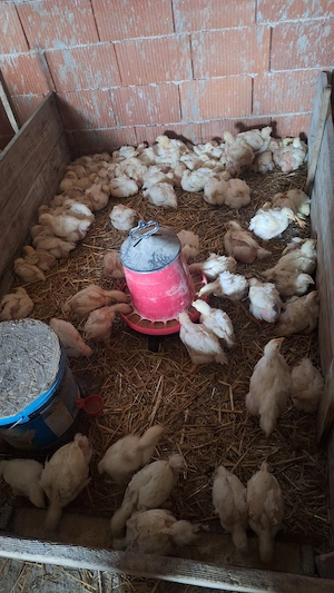 Vând pui albi de carne peste 1 kg  - imagine 3