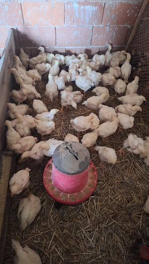 Vând pui albi de carne peste 1 kg  - imagine 4