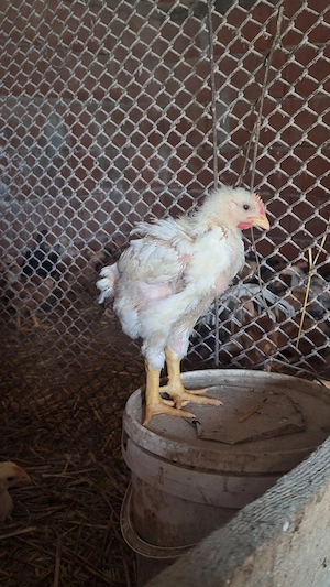 Vând pui albi de carne peste 1 kg 