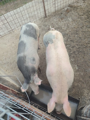 porci de vanzare - imagine 2