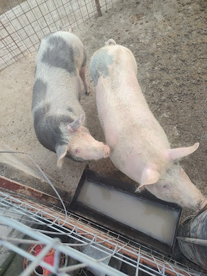 porci de vanzare - imagine 3