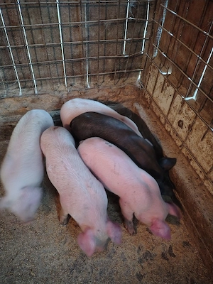 purcei de vânzare  - imagine 3