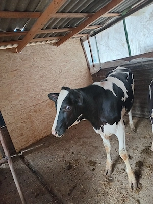 vand 3 vitele cu genetica foarte buna  11luni si 5 an - imagine 2