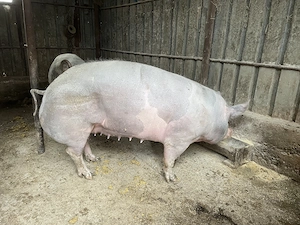 scrofita pentru sacrificat sau reproductie - imagine 2