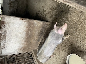 Vierut pietran aprox 70kg tanculet - imagine 2