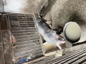 Vierut pietran aprox 70kg tanculet - imagine 3