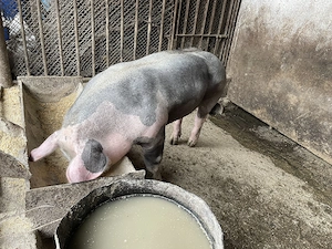 Vierut pietran aprox 70kg tanculet