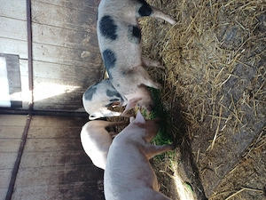 Vând soldani 40-60kg 