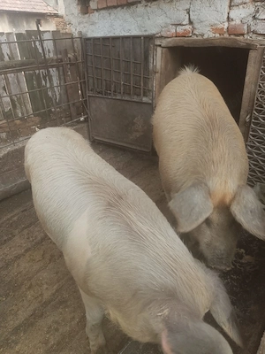Porci de vânzare  - imagine 2