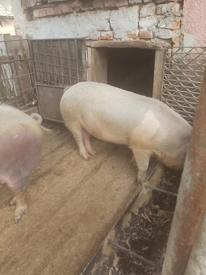 Porci de vânzare  - imagine 4