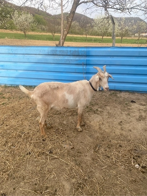 vand capra meris anglonubiana - imagine 2