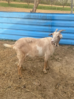 vand capra meris anglonubiana