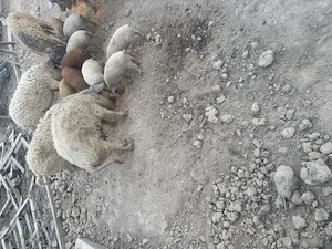 Vand purcei mangalita  - imagine 3