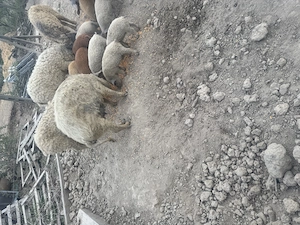 Vand purcei mangalita  - imagine 2