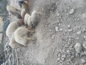 Vand purcei mangalita 