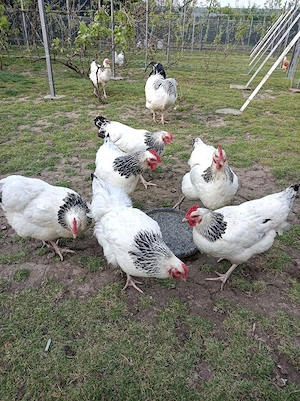 Găini din rasa Susex