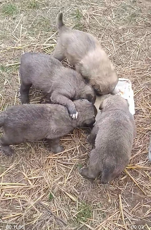 vand catei kangal  - imagine 3