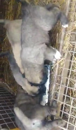 vand catei kangal  - imagine 2