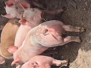  De vânzare purcei 8 săptămâni  - imagine 2