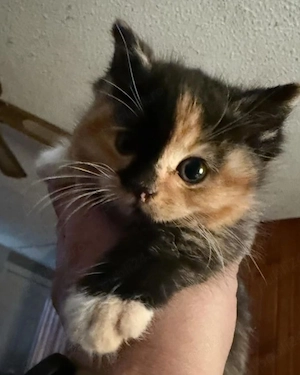 calico cu ochișori albaștri  - imagine 2