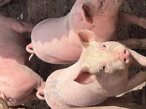  De vânzare purcei 8 săptămâni  - imagine 4