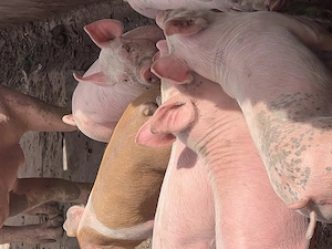  De vânzare purcei 8 săptămâni  - imagine 3