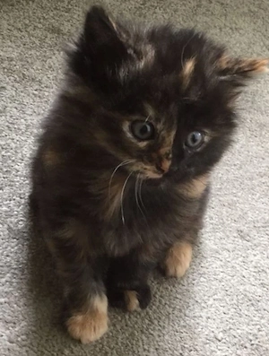 calico cu ochișori albaștri  - imagine 3