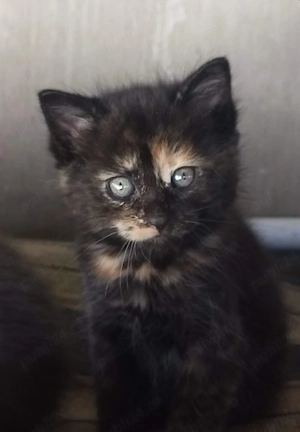 calico cu ochișori albaștri  - imagine 4