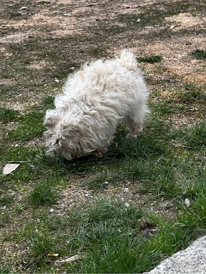 vand pereche de bichoni in varsta de un an 