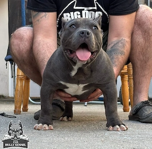 American bully pocket
