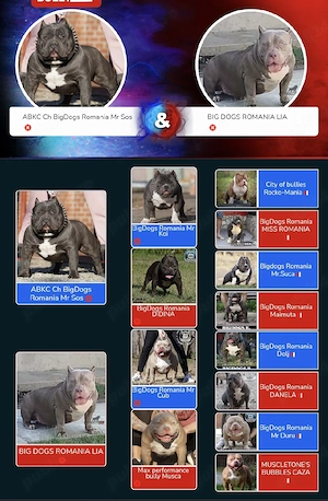 American bully pocket - imagine 2
