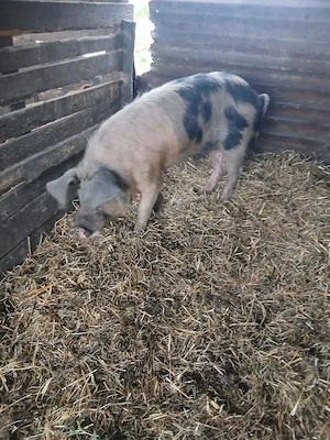 De Vânzare ver 100 kg  - imagine 2