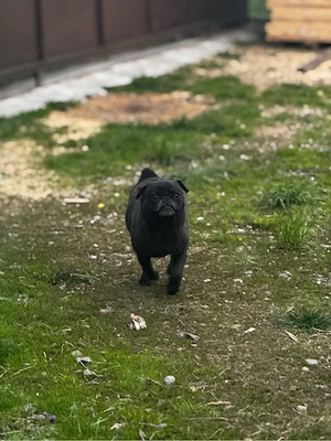 vand catelusa din rasa mops pug (este mini) - imagine 3