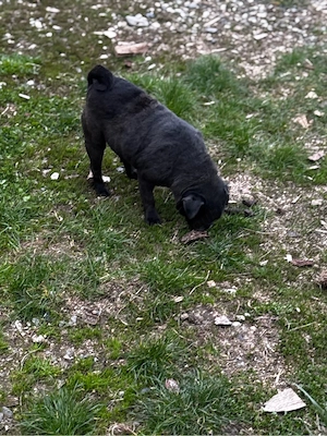vand catelusa din rasa mops pug (este mini) - imagine 5
