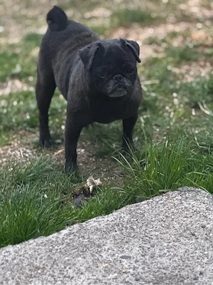 vand catelusa din rasa mops pug (este mini) - imagine 4