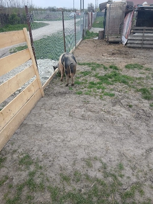 De Vânzare ver 100 kg  - imagine 4