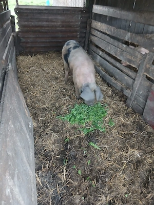 De Vânzare ver 100 kg 