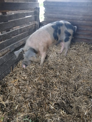 De Vânzare ver 100 kg  - imagine 3