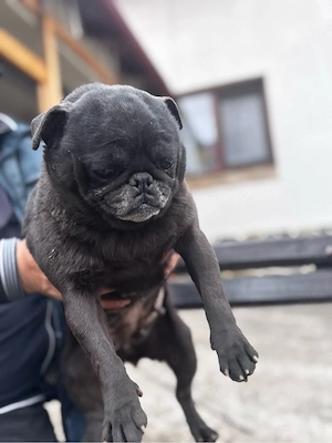vand catelusa din rasa mops pug (este mini) - imagine 2