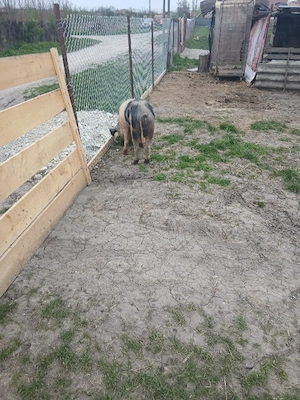 De Vânzare ver 100 kg  - imagine 5