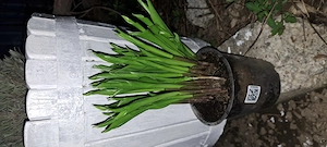 Lăcrămioare albe, neînflorite